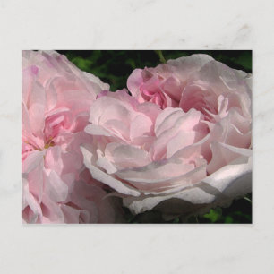 Carte postale Leda Rose Flower