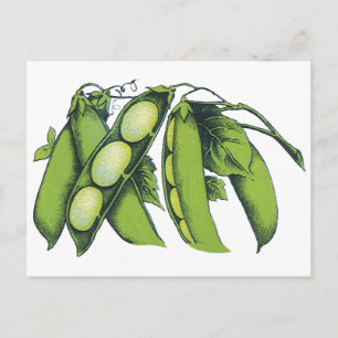 Carte Postale Légumes vintages ; Haricots de Lima, Aliments Agri