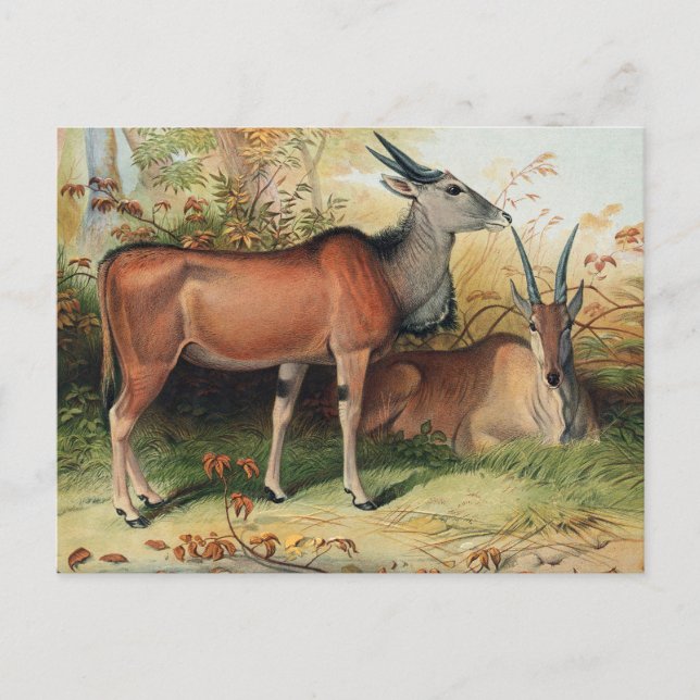 Carte Postale L'Eland par Joseph Wolf (Devant)