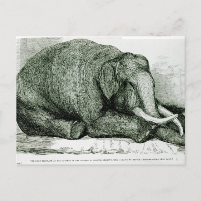 Carte Postale L'éléphant mort (Devant)