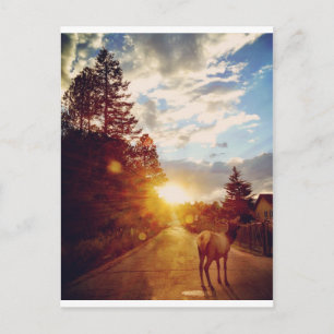 Carte Postale L'Elk