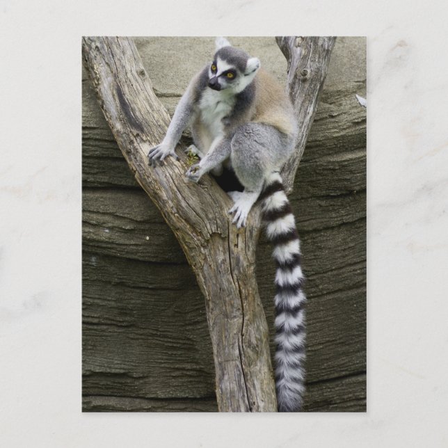 Carte postale Lemur (Devant)