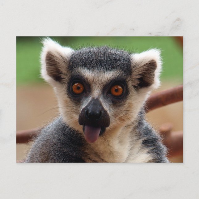 Carte postale Lemur (Devant)