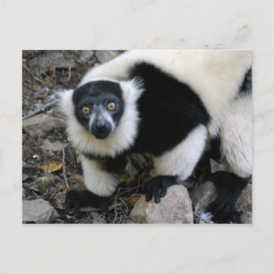 Carte Postale lemur4x6