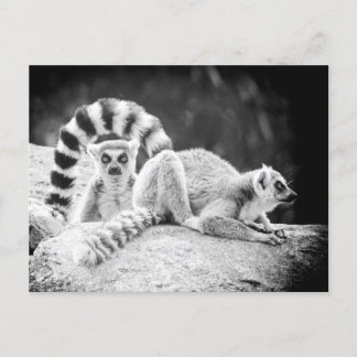 Carte postale Lemur à anneaux