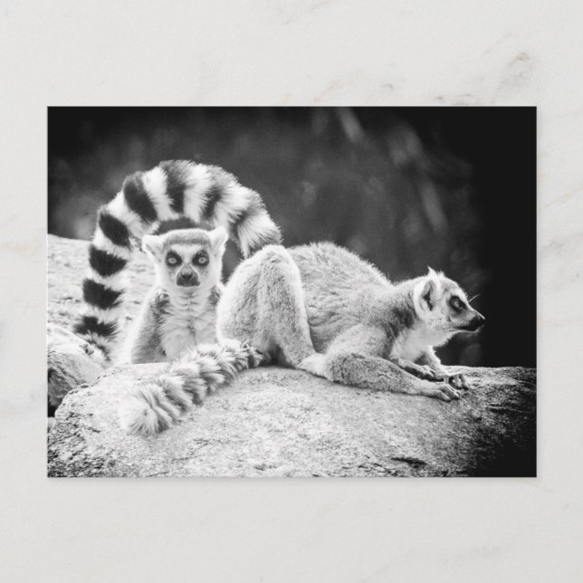 Carte postale Lemur à anneaux (Devant)