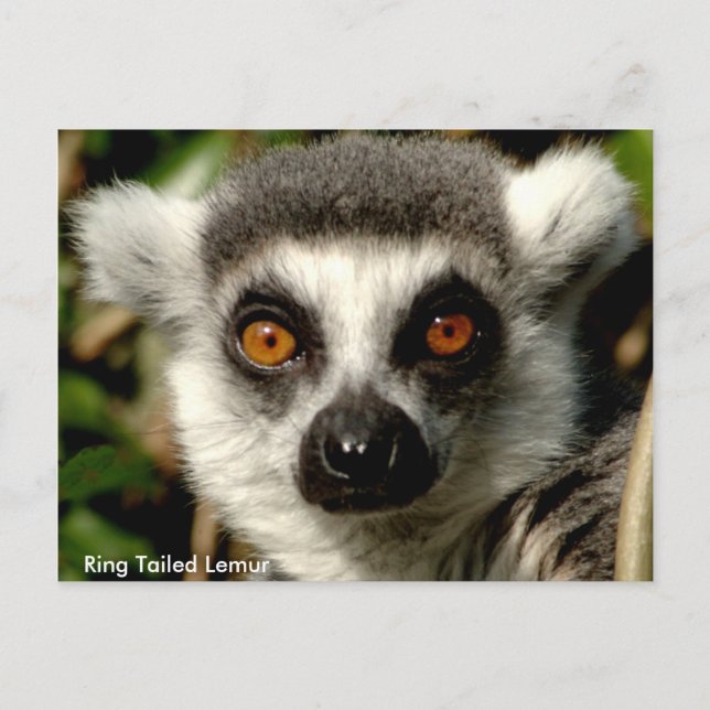 Carte postale Lemur à anneaux (Devant)