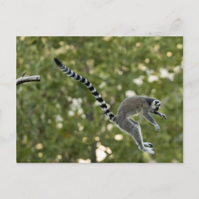 Carte postale Lemur Jump (Devant)