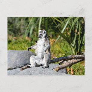 Carte Postale Lemur Monkey