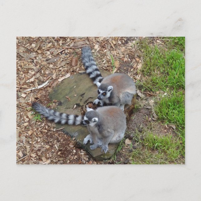 Carte postale Lemur no 1 à anneaux (Devant)
