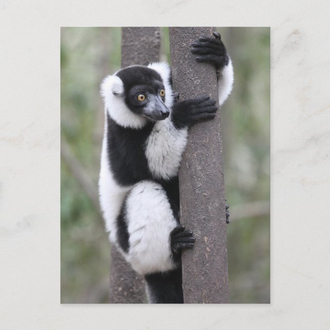 Carte Postale Lémurien à feuilles noires et blanches sur arbre (Devant)