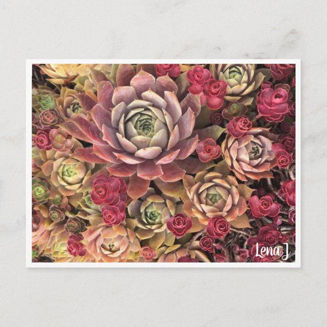 Carte postale Lena J Édition spéciale (Devant)