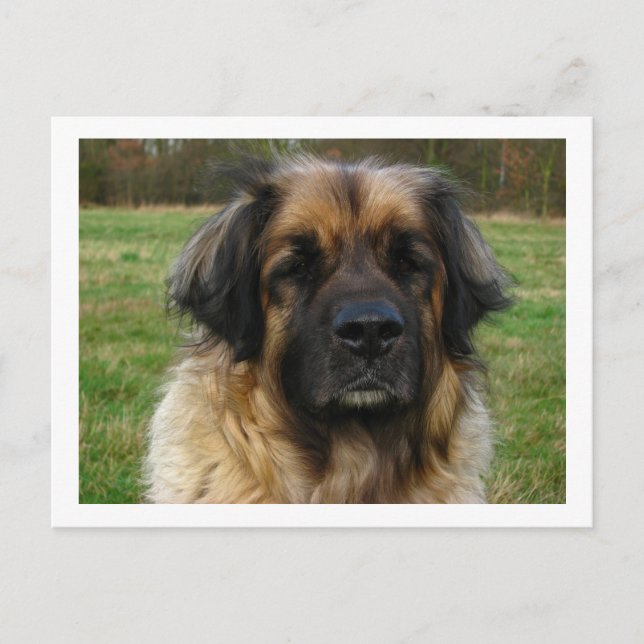 Carte Postale leonberger (Devant)
