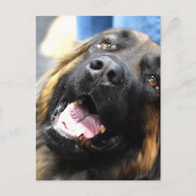 Carte postale Leonberger (Devant)