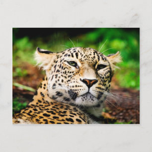 Carte Postale Leopard