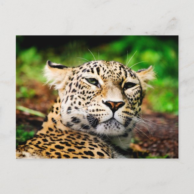 Carte Postale Leopard (Devant)