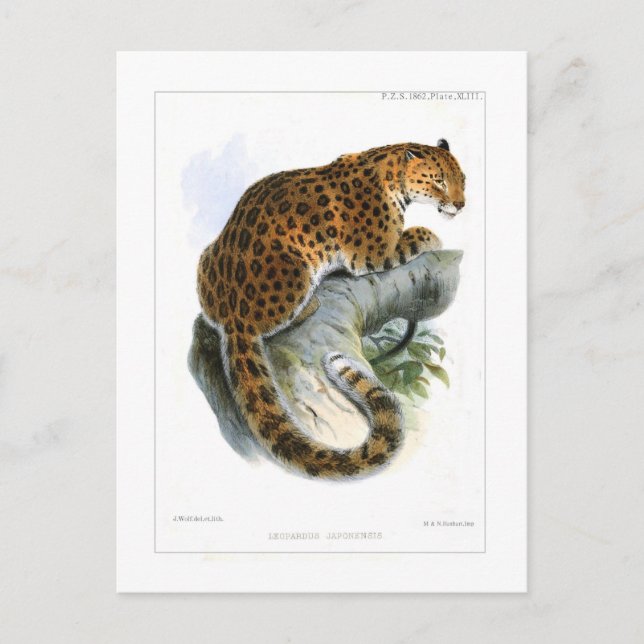 Carte Postale Leopard (Devant)