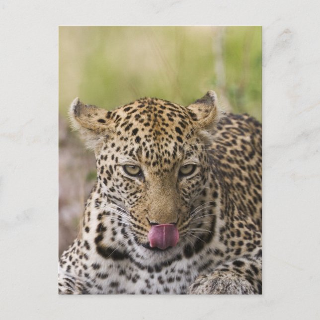 Carte Postale Leopard (Devant)