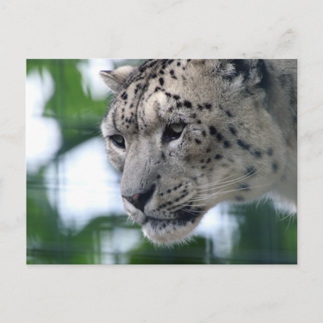 Carte Postale Leopard 003 (Devant)