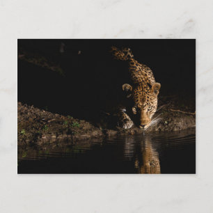 Carte Postale Leopard africain