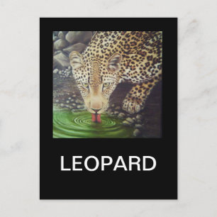 Carte Postale Leopard africain
