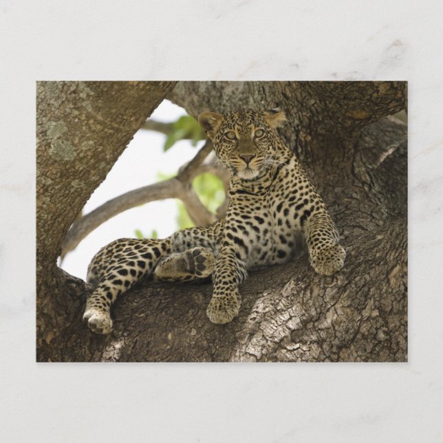 Carte Postale Leopard africain, Panthera pardus (Devant)