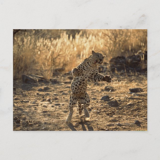 Carte Postale Léopard africain sur les jambes de derrière, (Devant)