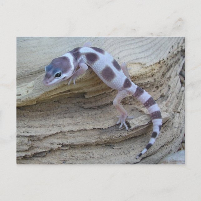 Carte postale Leopard Blanc Gecko (Devant)