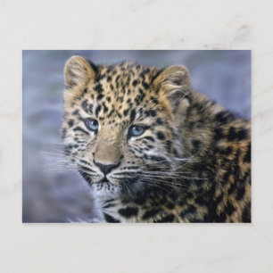 Carte postale Leopard Cub