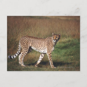 Carte Postale Leopard dans la plaine