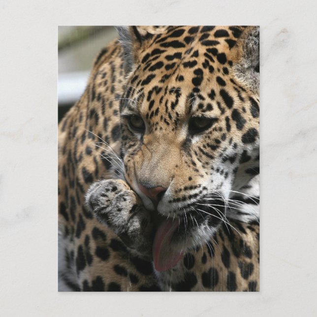 Carte postale Leopard de bain (Devant)
