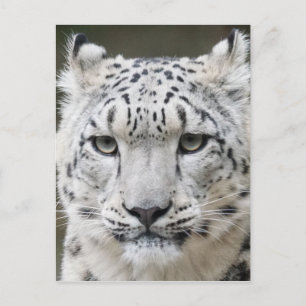 Carte Postale Léopard des neiges