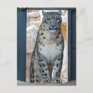 Carte Postale Léopard des neiges