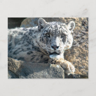 Carte Postale léopard des neiges