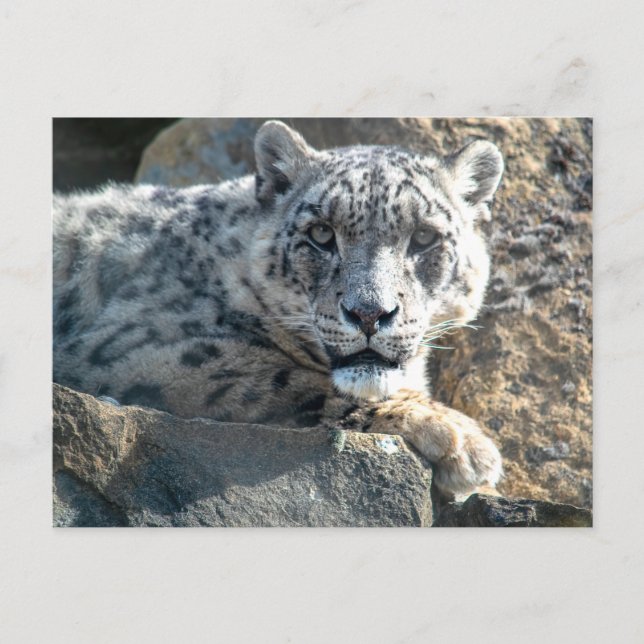 Carte Postale léopard des neiges (Devant)
