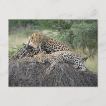 Leopard Et Cub Se Reposant Sur De L'Herbe Séchée