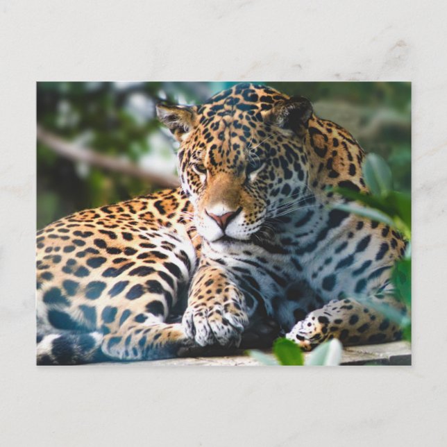 Carte Postale Leopard étoilé (Devant)