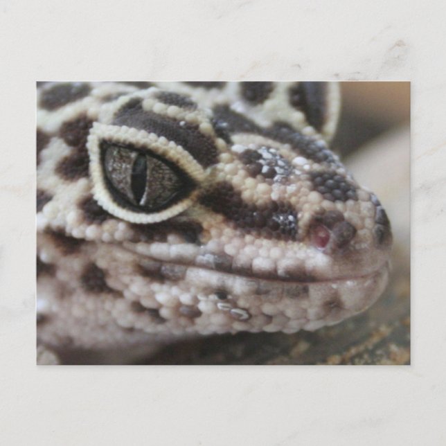 Carte Postale Léopard Gecko Yeux Bouche visage gros (Devant)
