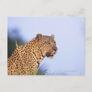 Carte Postale Léopard mâle adulte (Panthera pardus)