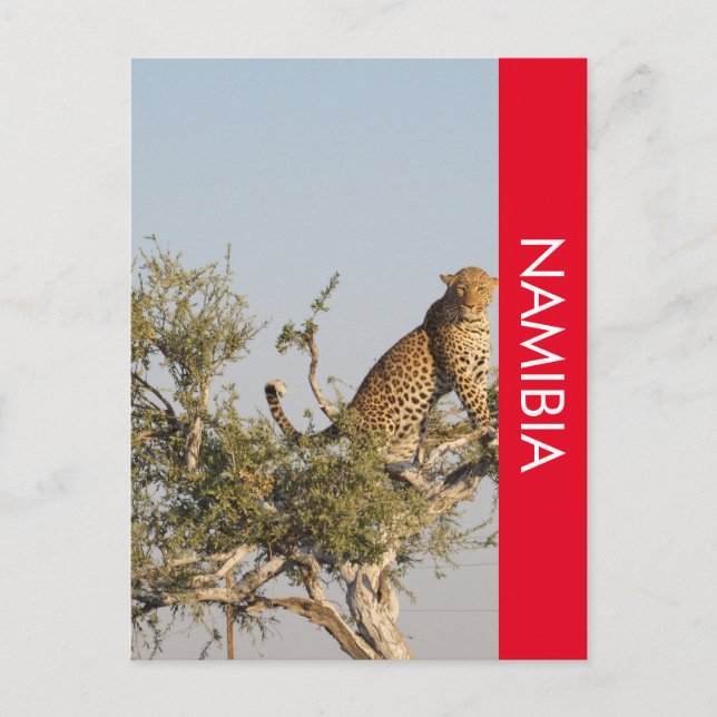 Carte postale Leopard, Namibie (Devant)