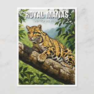 Carte Postale Leopard nuageux au parc national Royal Manas