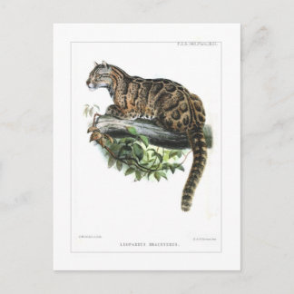 Carte Postale Léopard obscurci