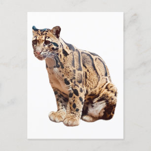 Carte Postale léopard obscurci photo jungle gros animal de chat