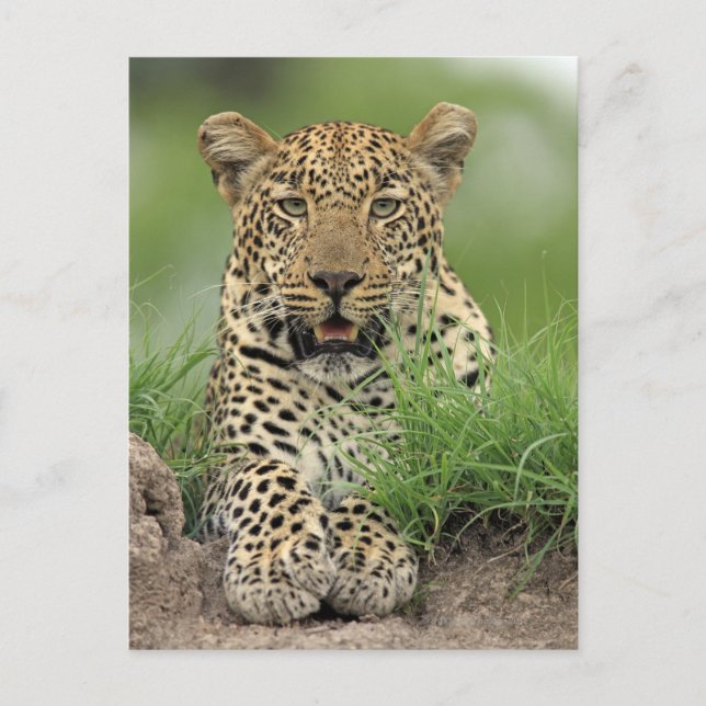 Carte Postale Leopard, Panthera pardus, Sabi Sabi Game (Devant)