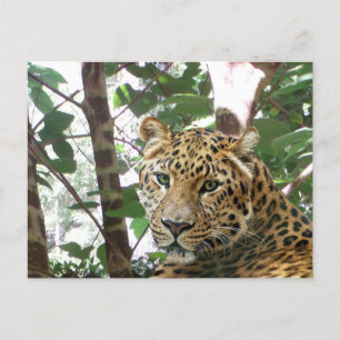 Carte postale Leopard Photo