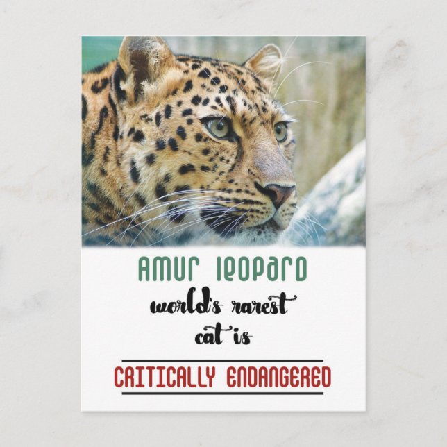Carte Postale Leopard Protect the Wildlife citation (Devant)