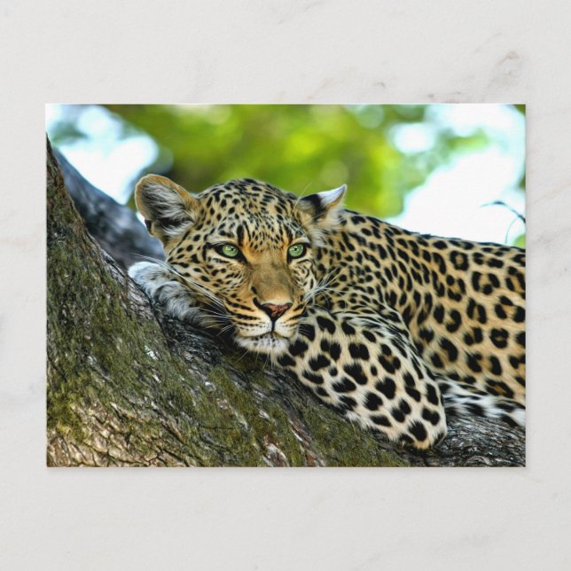 Carte Postale Leopard tacheté (Devant)