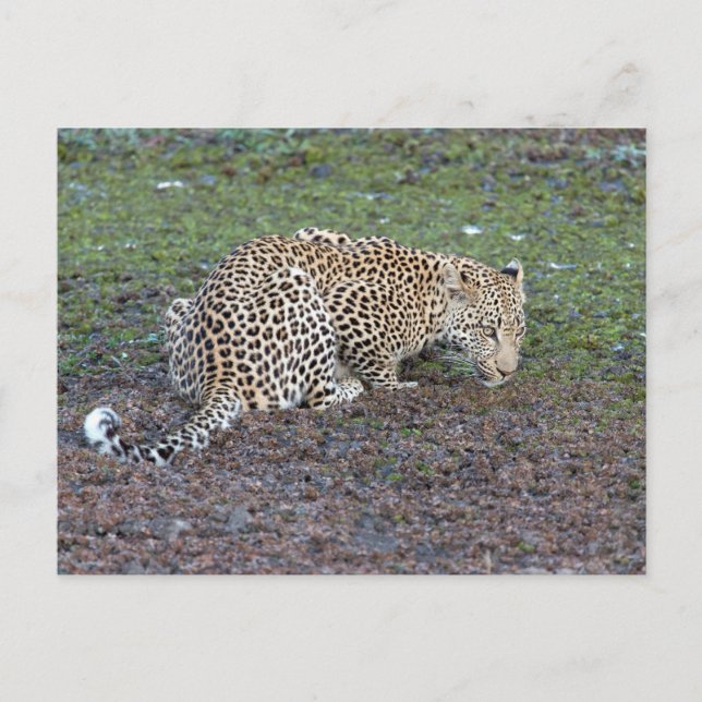 Carte Postale Léopard Tourne Sa Tête Vers Nous (Devant)