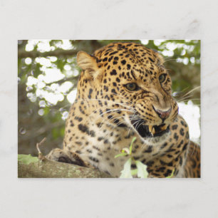 Carte Postale LeopardCheetaro010