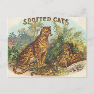 Carte Postale Leopards